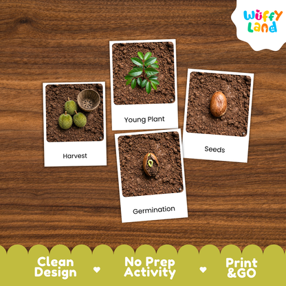 Durian Life Cycle Flashcards | Montessori 3 Part Cards Science Activity
