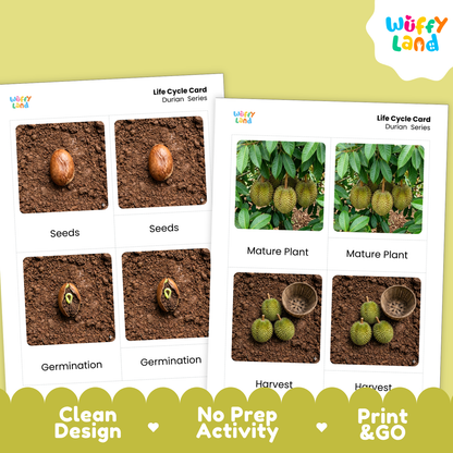 Durian Life Cycle Flashcards | Montessori 3 Part Cards Science Activity