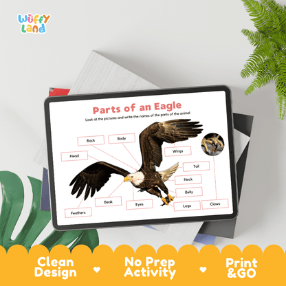 Educational cut and paste eagle anatomy worksheet with printable word cutout tiles for wings, beak, claws, and feathers