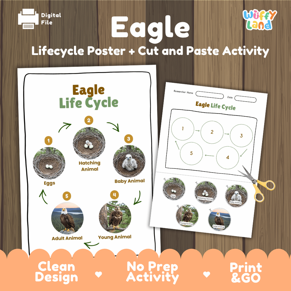 Eagle Lifecycle Poster and Cut and Paste Activity Worksheets | Bird Science Printables