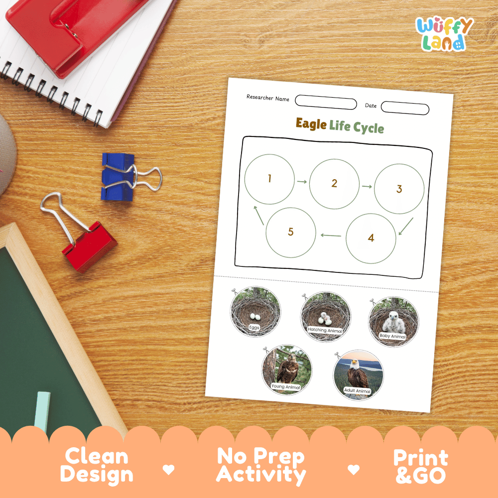 Eagle Lifecycle Poster and Cut and Paste Activity Worksheets | Bird Science Printables