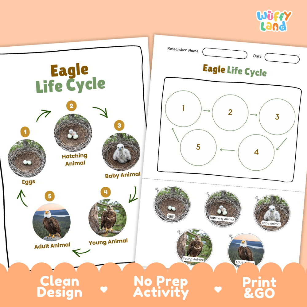 Eagle Lifecycle Poster and Cut and Paste Activity Worksheets | Bird Science Printables