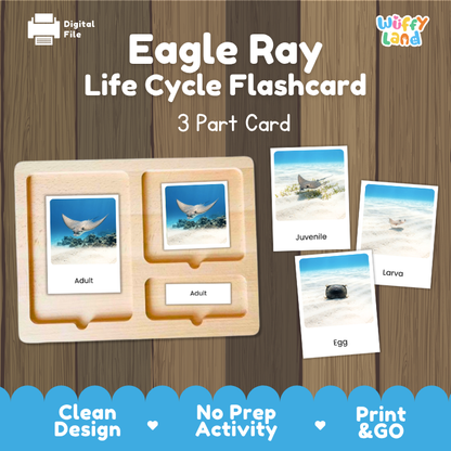 Eagle Ray Life Cycle Flashcard set by Wiffy Land, featuring a wooden 3-part card tray with sample cards showing adult, juvenile, and egg stages on a wood-grain background.