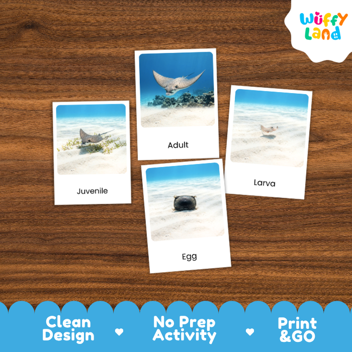 Four educational animal activity cards showing a manta ray as adult, juvenile, egg, and larva stages, arranged on a brown wood background with a blue 'Wuffy Land' logo banner at the bottom.