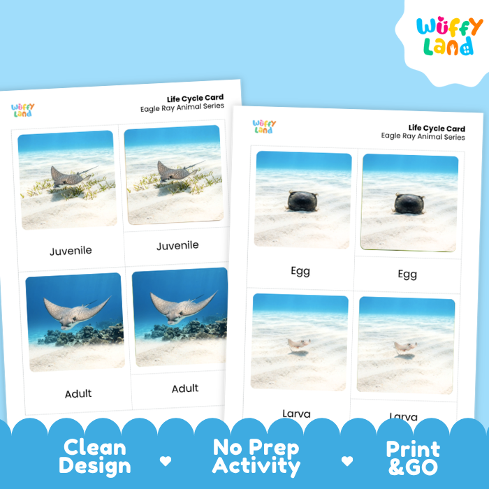 Eagle Ray Life Cycle Flashcards | 3 Part Cards Montessori Science Activity