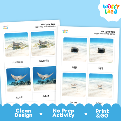 Eagle Ray Life Cycle Flashcards | 3 Part Cards Montessori Science Activity