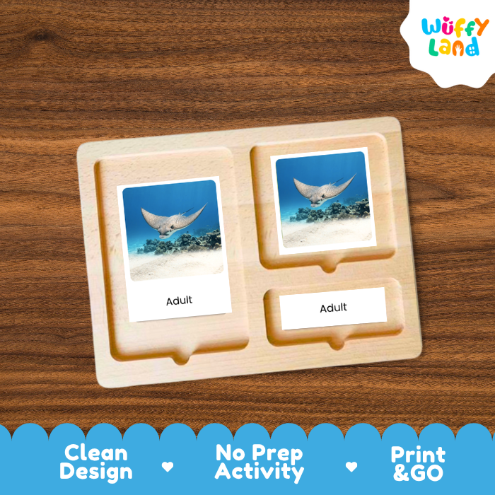 Eagle Ray Life Cycle Flashcards | 3 Part Cards Montessori Science Activity