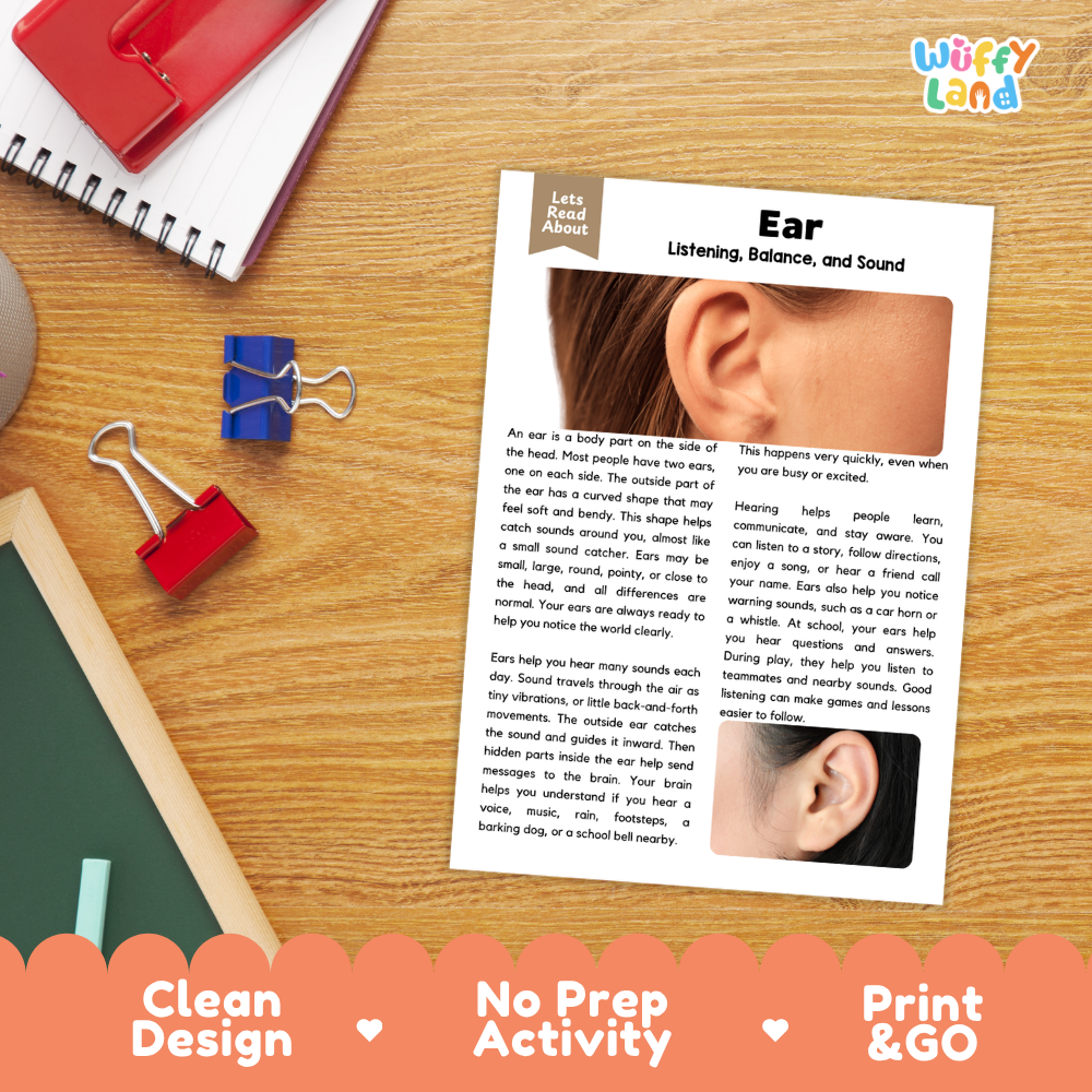Student reading comprehension worksheet with short-answer questions and lined sections about the human ear