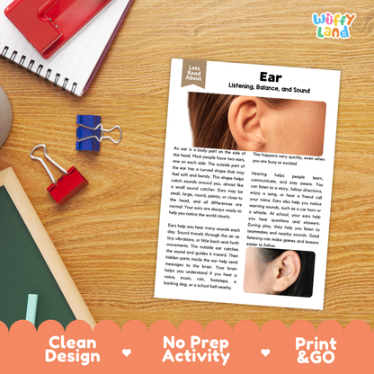 Student reading comprehension worksheet with short-answer questions and lined sections about the human ear