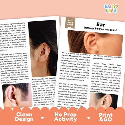 Teacher answer key page showing complete question solutions for Ear human body reading comprehension practice