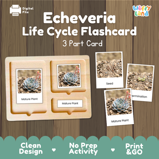 Echeveria Life Cycle Flashcard 3 Part Card Montessori Science Printable