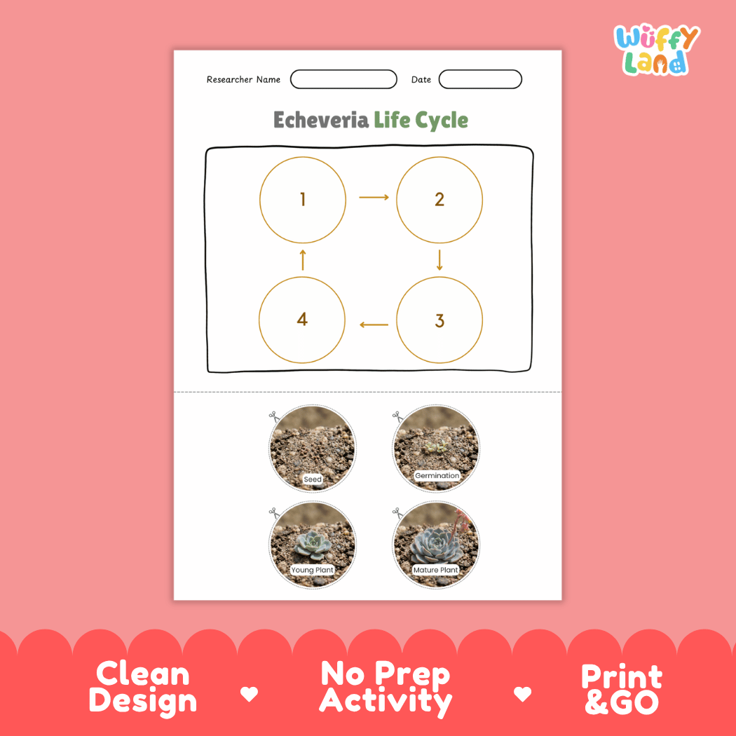 Echeveria Life Cycle Poster and Cut and Paste Worksheet Activity