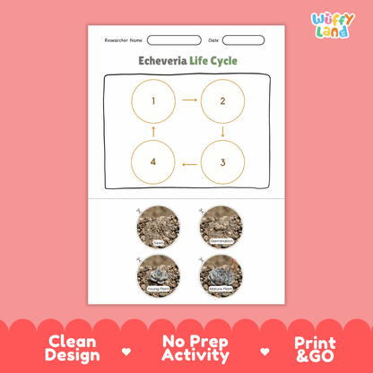 Echeveria Life Cycle Poster and Cut and Paste Worksheet Activity
