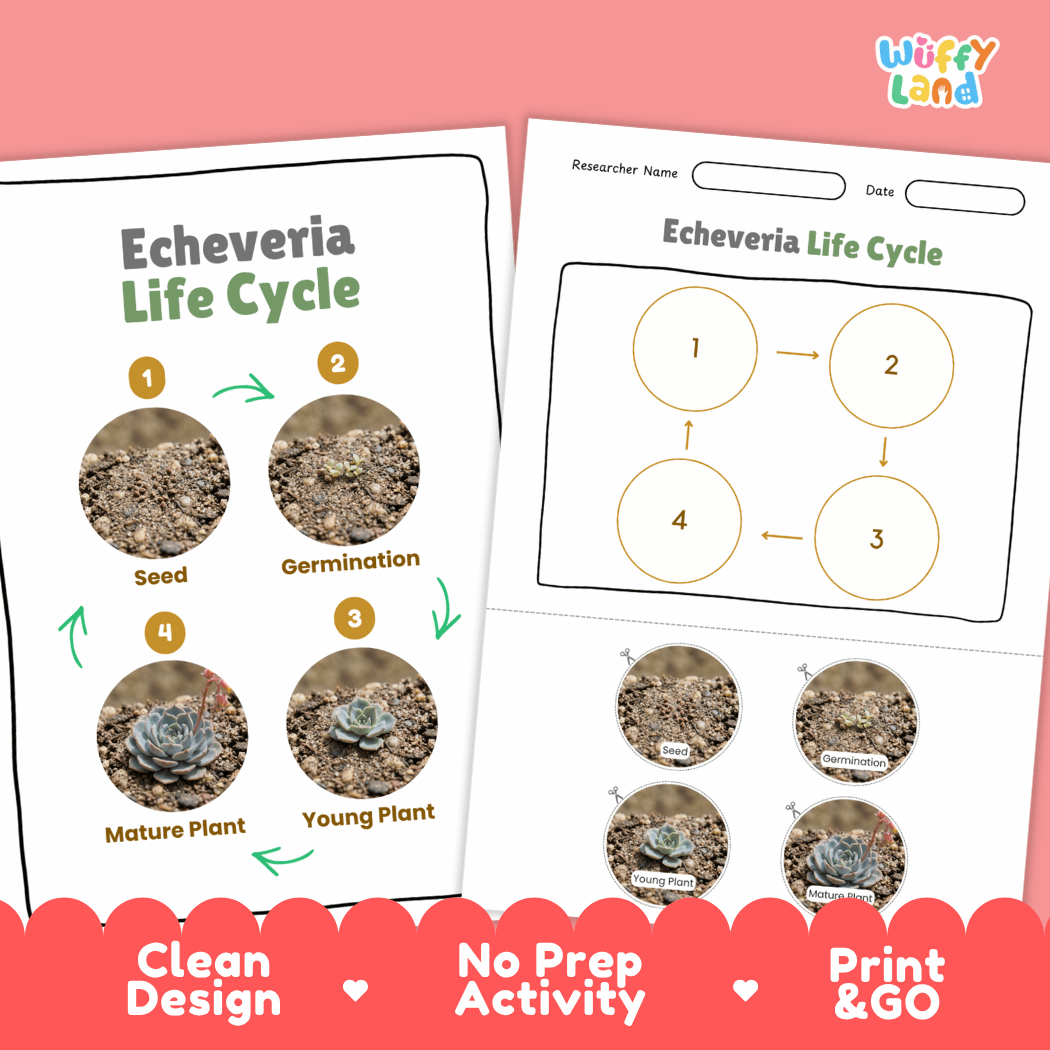 Echeveria Life Cycle Poster and Cut and Paste Worksheet Activity