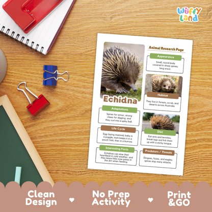 An educational animal research page about echidna displayed on a wooden desk, surrounded by school supplies like a notebook, blue and red binder clips, and a pencil. The page features a clean layout with images of an echidna and labeled sections about appearance, habitat, adaptations, life cycle, diet, and interesting facts.