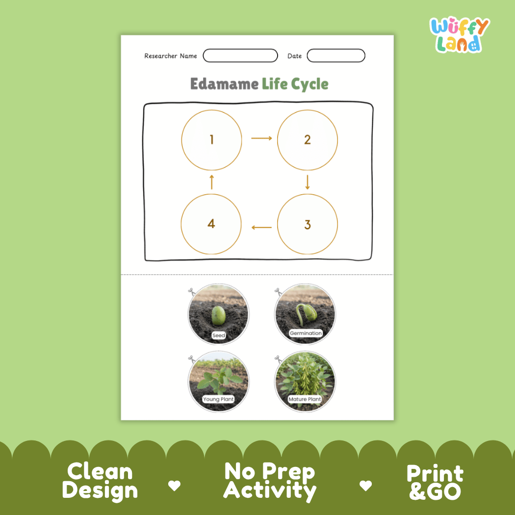 Educational reference poster showing four realistic photo stages of an edamame life cycle including seed, germination, young plant, and mature plant