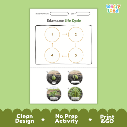 Educational reference poster showing four realistic photo stages of an edamame life cycle including seed, germination, young plant, and mature plant
