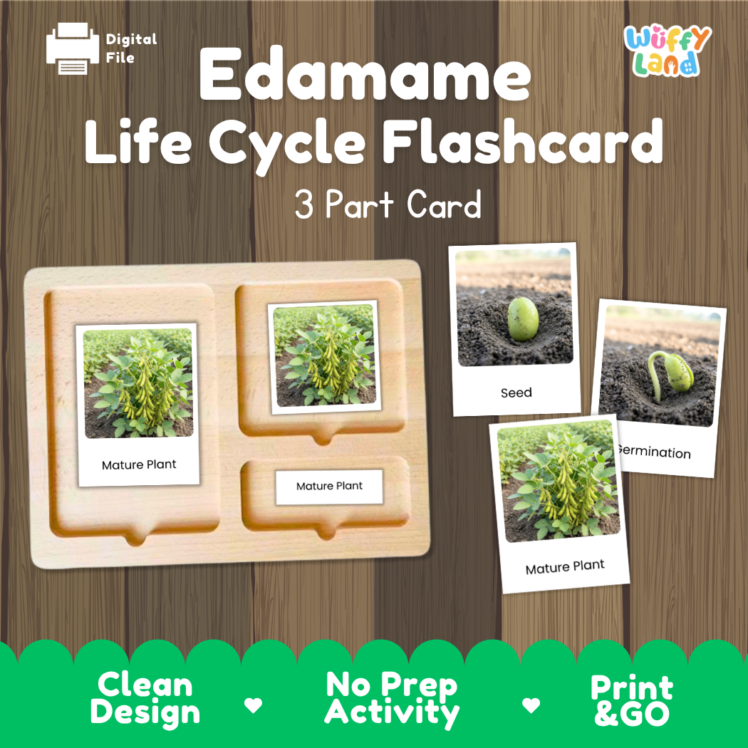 Edamame Life Cycle Flashcard set by Wiffy Land, featuring a wooden 3-part card tray with photos of edamame plant stages and small card images labeled Seed, Termination, and Mature Plant, on a wood-grain background.
