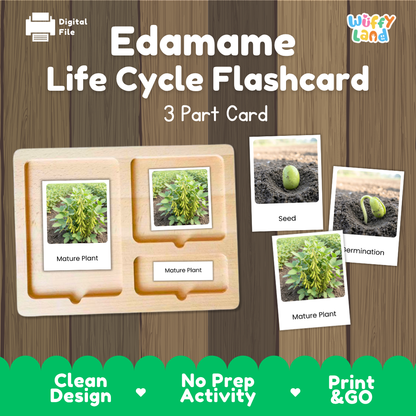 Edamame Life Cycle Flashcard set by Wiffy Land, featuring a wooden 3-part card tray with photos of edamame plant stages and small card images labeled Seed, Termination, and Mature Plant, on a wood-grain background.