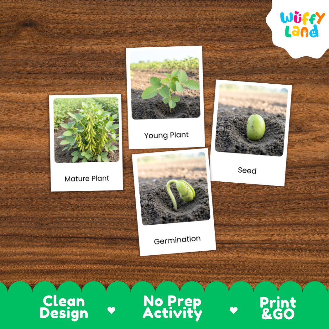 Four labeled educational cards showing plant growth stages—Mature Plant, Young Plant, Seed, and Germination—placed on a brown wood surface. The cards have white borders and the brand name Wuffy Land appears in the top right.