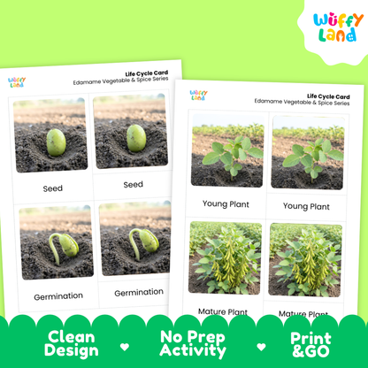 Two printed educational cards titled 'Life Cycle Card' for Edamame Vegetable & Spice Series, showing seed, germination, young plant, and mature plant photos. The cards are displayed on a bright green background with a white and green promotional banner at the bottom reading 'Clean Design', 'No Prep Activity', and 'Print & GO'.
