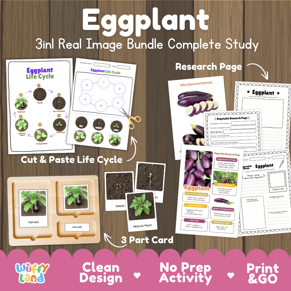 Eggplant 3in1 real image bundle complete study printable featuring life cycle cut and paste worksheets, Montessori 3-part cards, and research pages