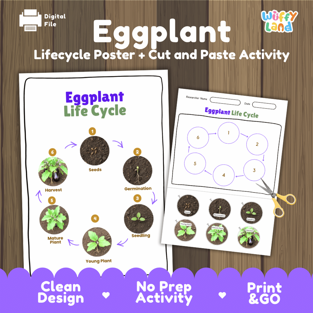 Eggplant Life Cycle Poster and Cut and Paste Activity Plant Science Printable