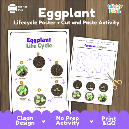 Eggplant Life Cycle Poster and Cut and Paste Activity Plant Science Printable