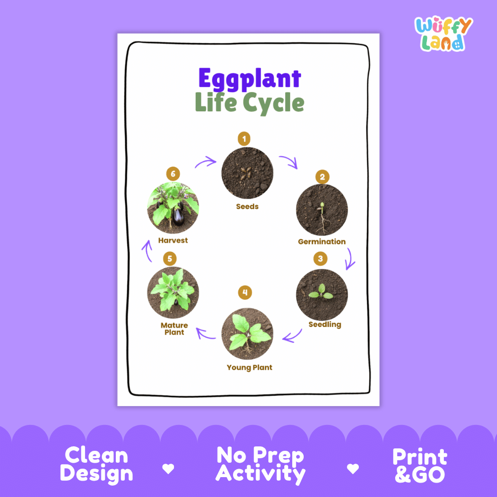 Eggplant Life Cycle Poster and Cut and Paste Activity Plant Science Printable