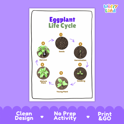 Eggplant Life Cycle Poster and Cut and Paste Activity Plant Science Printable
