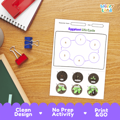 Eggplant Life Cycle Poster and Cut and Paste Activity Plant Science Printable