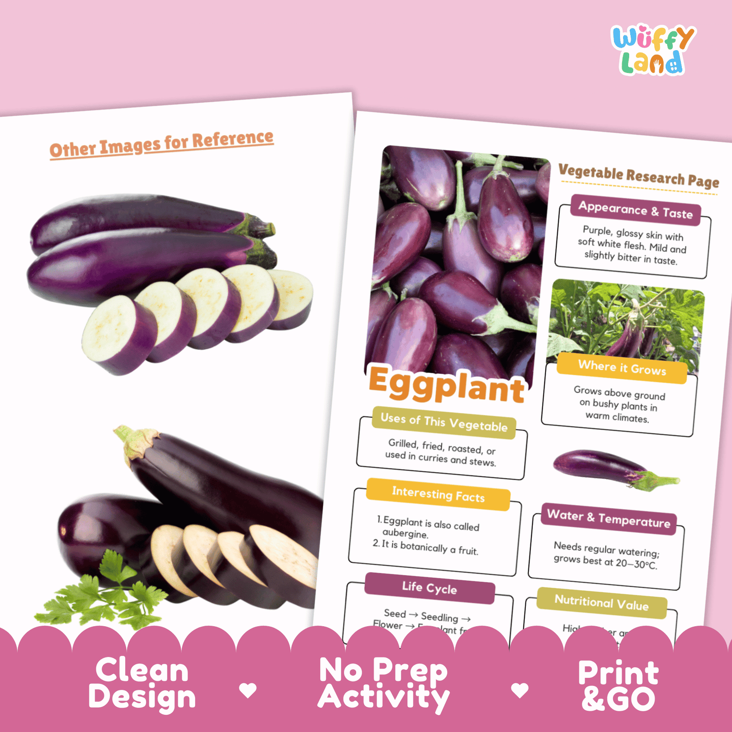 Eggplant Research Activity Worksheet Science Vegetable Aubergine Plant Life Cycle
