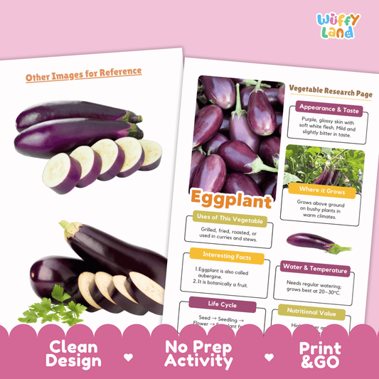 Eggplant Research Activity Worksheet Science Vegetable Aubergine Plant Life Cycle