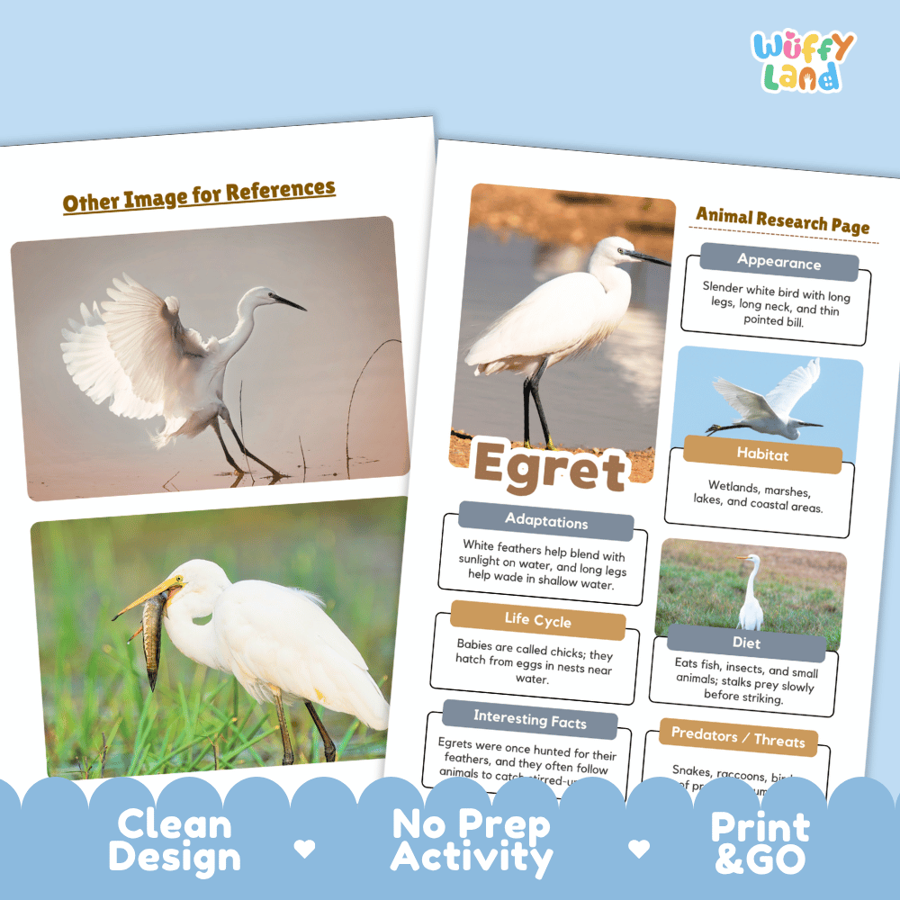 Egret Animal Research Page Worksheets