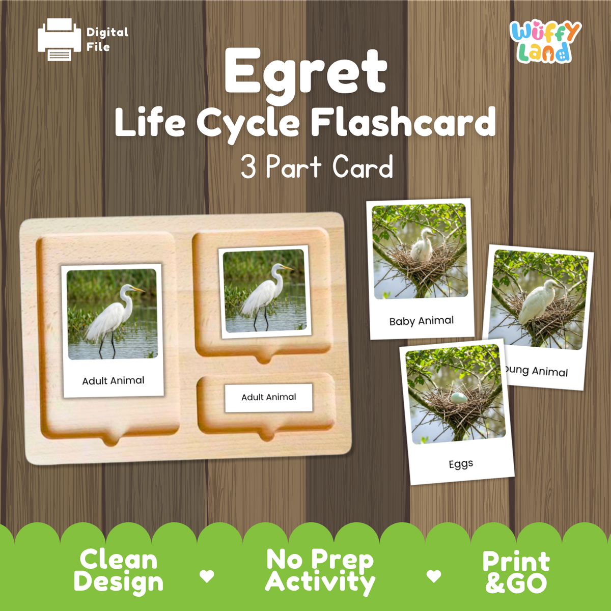 Egret Life Cycle Flashcard 3 Part Card