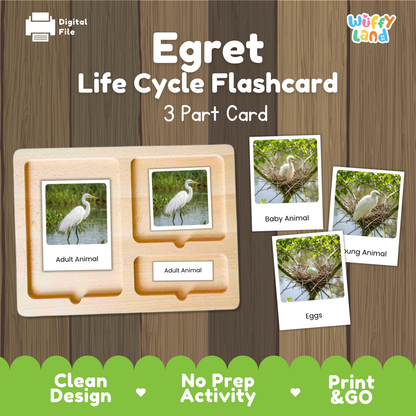Egret Life Cycle Flashcard 3 Part Card