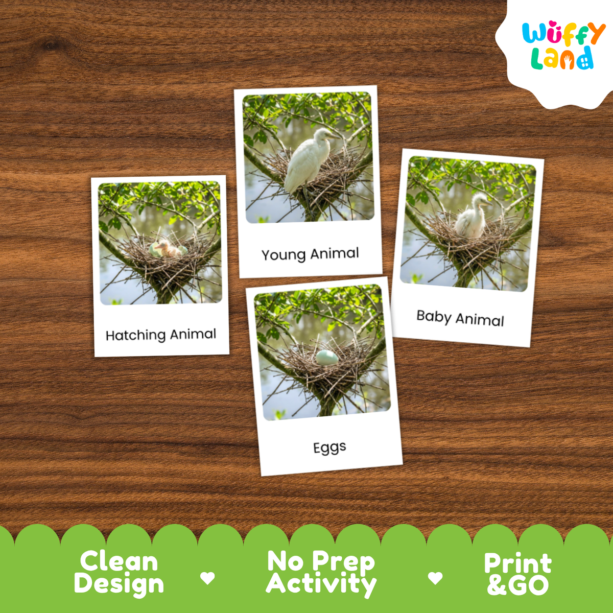 Egret Life Cycle Flashcard 3 Part Card