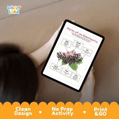Educational cut and paste elderberry fruit anatomy worksheet with printable word cutout tiles for skin, flesh, cluster, seeds, juice, and stem