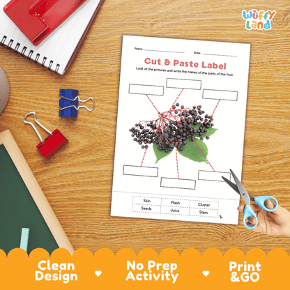 Printable plant biology worksheet showing a realistic ripe elderberry cluster with blank labeling boxes and a vocabulary word bank for writing practice