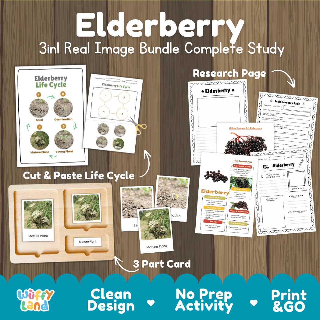 Complete Elderberry 3-in-1 real image study bundle featuring cut and paste worksheets, Montessori 3-part cards, and research pages 🫐🌱