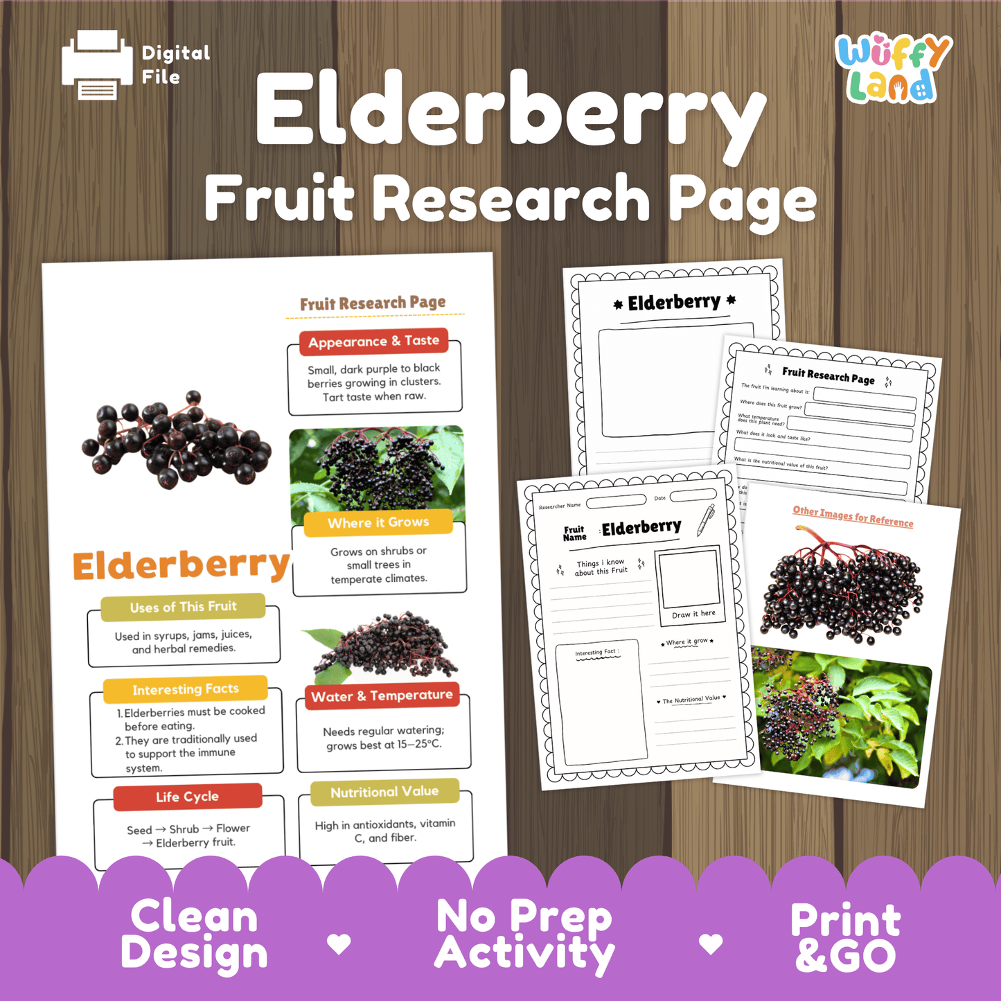 Elderberry Fruit Research Page Worksheet Activity | Science Healthy Eating