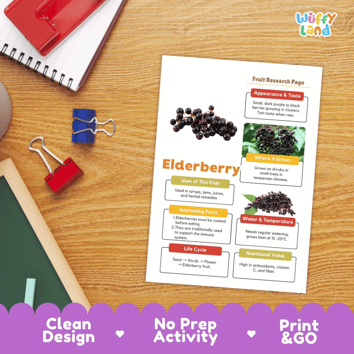 Elderberry Fruit Research Page Worksheet Activity | Science Healthy Eating