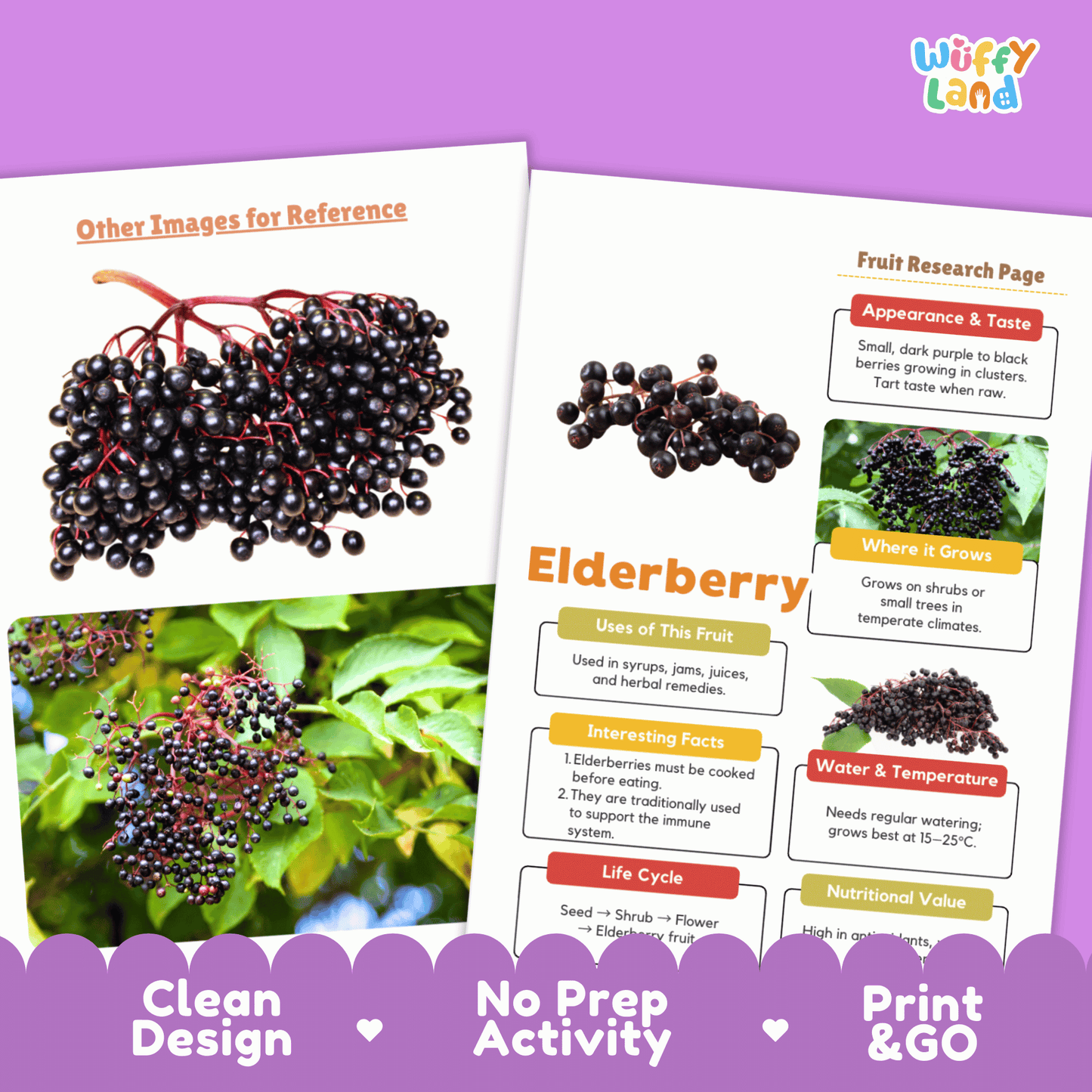 Elderberry Fruit Research Page Worksheet Activity | Science Healthy Eating