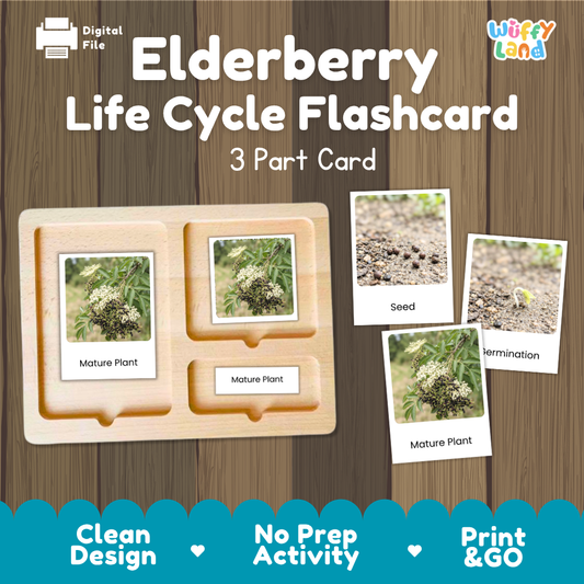 Montessori three-part cards featuring real photographs of elderberry shrub growth stages including mature plant, young plant, and germination 🗂️🏷️