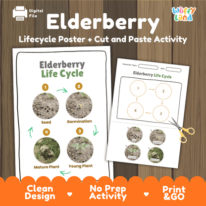 Elderberry Life Cycle Poster and Cut and Paste Worksheet Activity