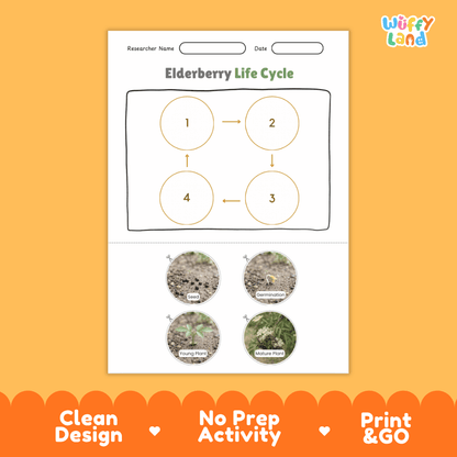 Elderberry Life Cycle Poster and Cut and Paste Worksheet Activity