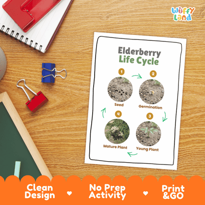 Elderberry Life Cycle Poster and Cut and Paste Worksheet Activity