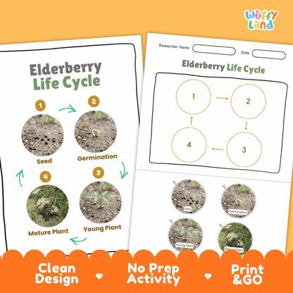 Elderberry Life Cycle Poster and Cut and Paste Worksheet Activity