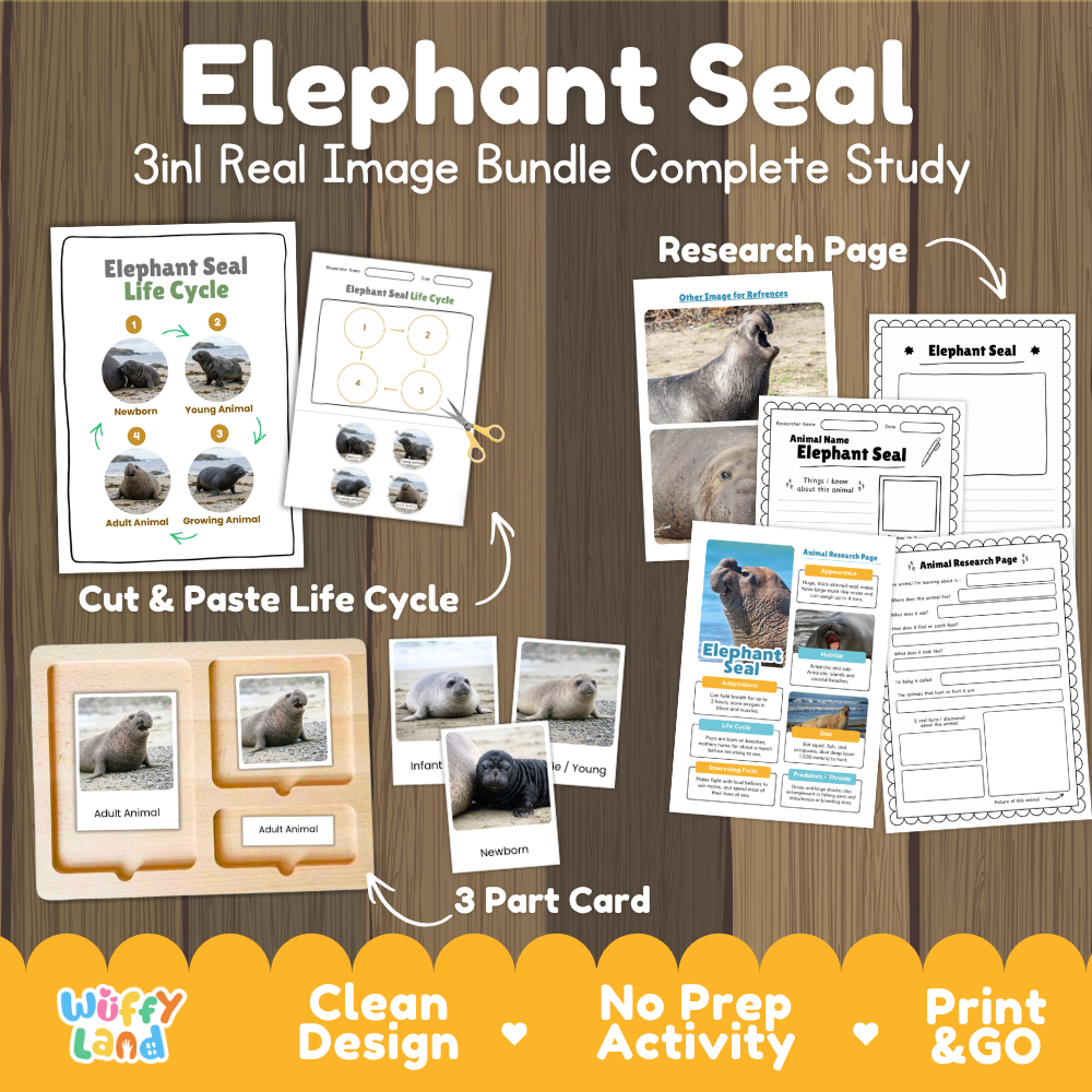 Elephant seal 3-in-1 real image bundle complete study cover showing cut and paste life cycle, 3 part cards, and research pages