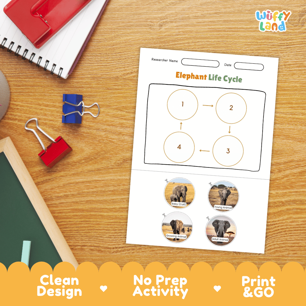 Elephant Lifecycle Poster and Cut and Paste Activity Worksheets | Animal Science Printables